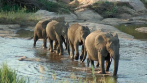 Elephant