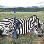 Zebra hunt