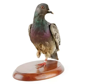 Cher Ami