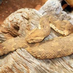 puff adder
