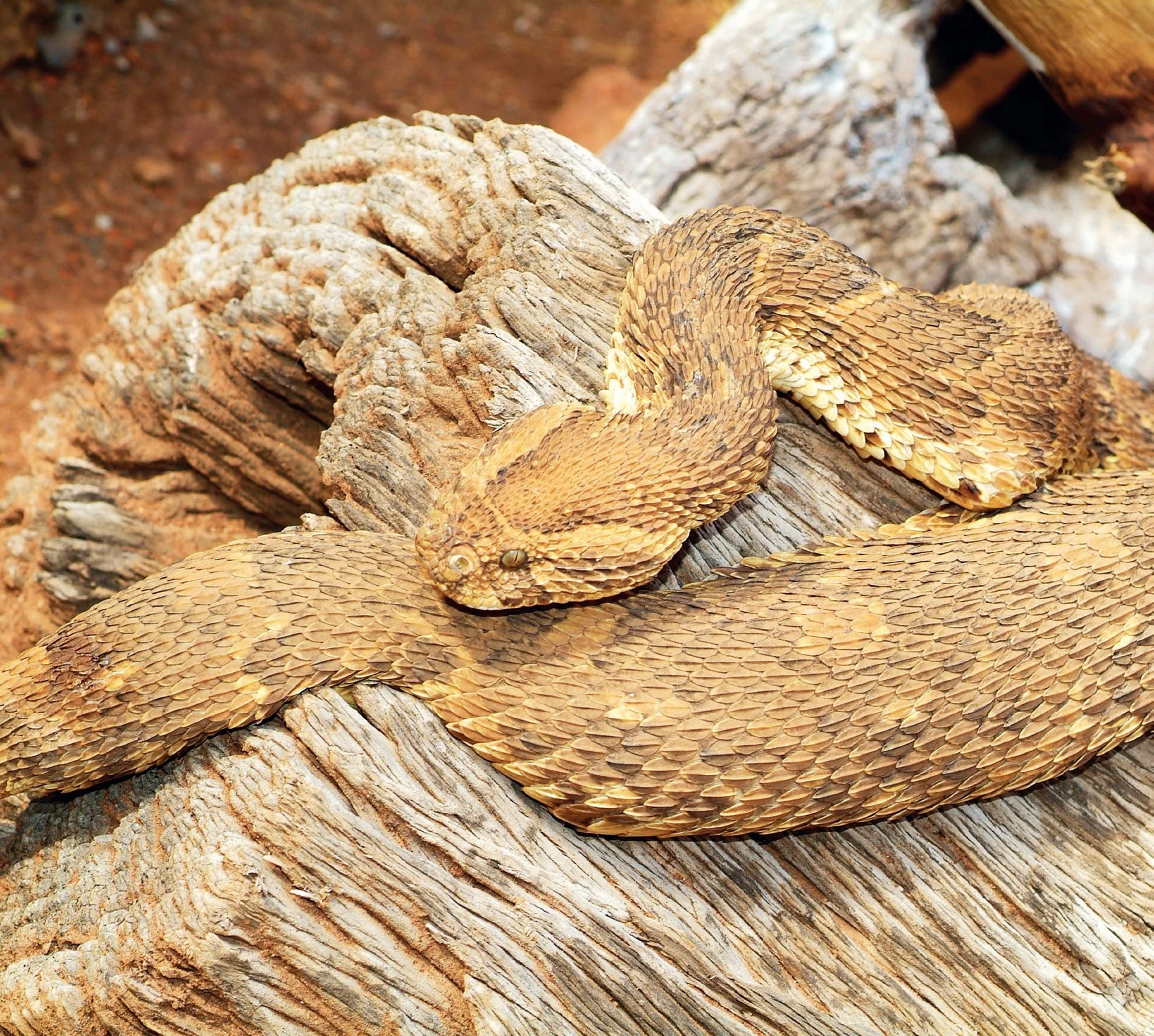 puff adder